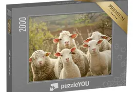 <em class="placeholder">Puzzle moutons curieux PuzzleYou</em>