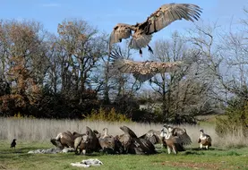 <em class="placeholder">Curée de vautours</em>