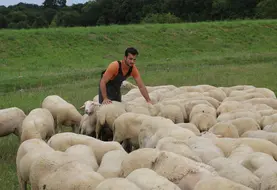 <em class="placeholder">Eleveur qui surveille son troupeau de brebis laitières</em>