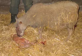 <em class="placeholder">Brebis et agneau tout juste né</em>