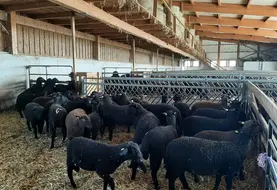 <em class="placeholder">Brebis Brun noir du Jura dans une bergerie en Autriche</em>