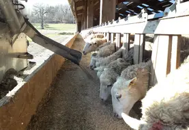 Des brebis sont nourries au cornadis.