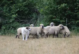 Un chien de protection garde des brebis au pâturage.