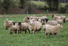 <em class="placeholder">Une troupe ovine pâture un couvert.</em>