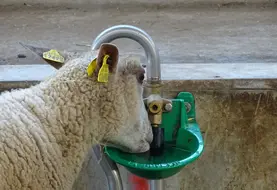 Une brebis buvant de l'eau dans un abreuvoir à pipette.