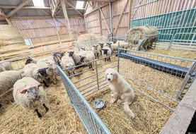 Un chiot de protection dans une case refuge dans une bergerie avec ovins.