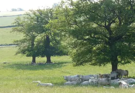 Vaches et brebis au pâturage.