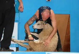 Un tondeur tond un mouton aux forces (ciseaux).