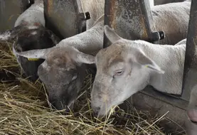 Brebis Romane mangeant du fourrage dans une bergerie.