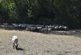Troupeau ovin pâturant une prairie grillée