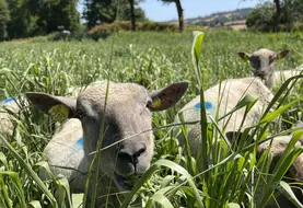 Gros plan sur une brebis pâturant du moha ou du millet.