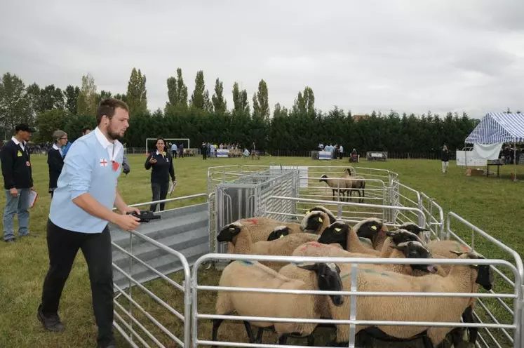 Sam Bullingham, le meilleur jeune berger catégorie 22-25 ans, à l'épreuve de tri