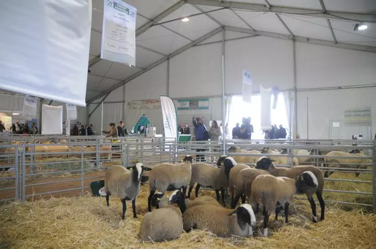 Démonstrations de chiens de troupeaux