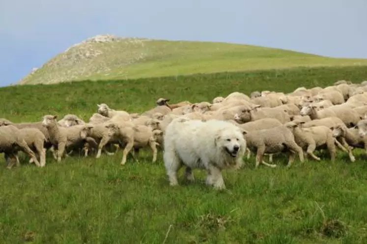 Plus de 300 000 ovins font partie d'un groupement pastoral dans le massif alpin