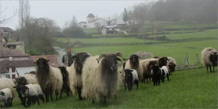 La Ferme Aozteia a déjà fait parrainer toutes ses brebis.