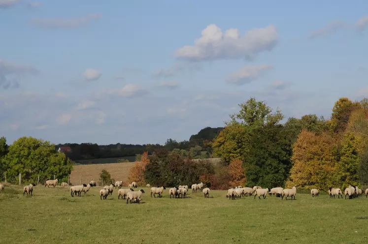 L'automne fournit une herbe à forte valeur nutritive, à condition d'avoir des précipitations. Ici, un troupeau pâture en Auvergne