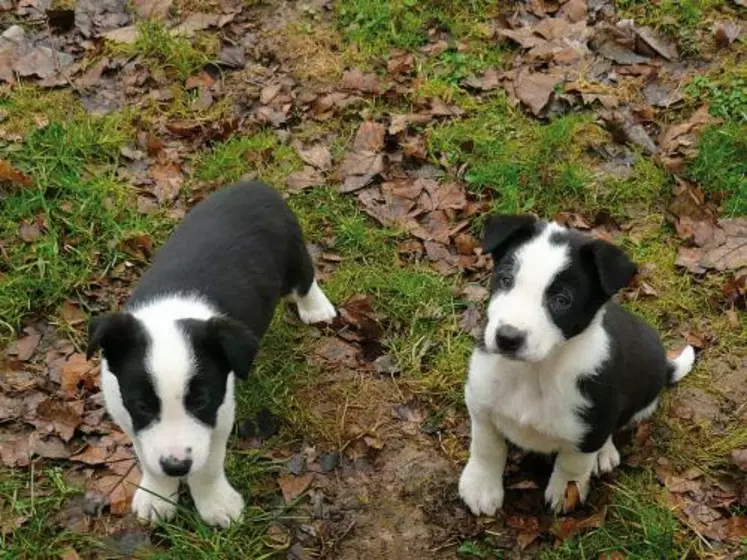 Chiots border-collie âgés de sept semaines. Celui de droite s’est avéré beaucoup plus précoce au troupeau.