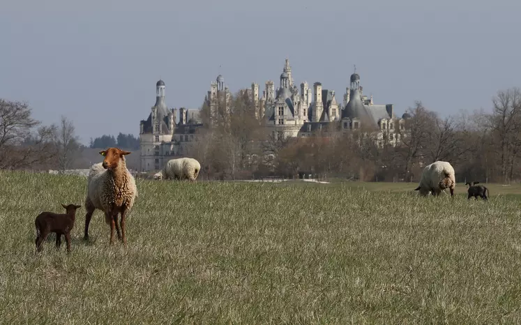 Les brebis solognotes vont valoriser les espaces herbues du parc du château de Chambord.