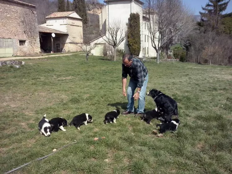 Un chien de race bergère issu d'une lignée d'animaux de travail a le plus de chance de donner satisfaction.