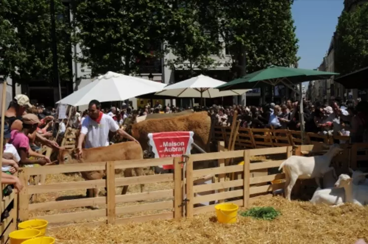 Les bovins sur les Champs (Nature Capitale - Une création de Gad Weil)