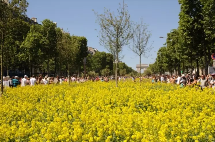 Le colza (Nature Capitale - Une création de Gad Weil)