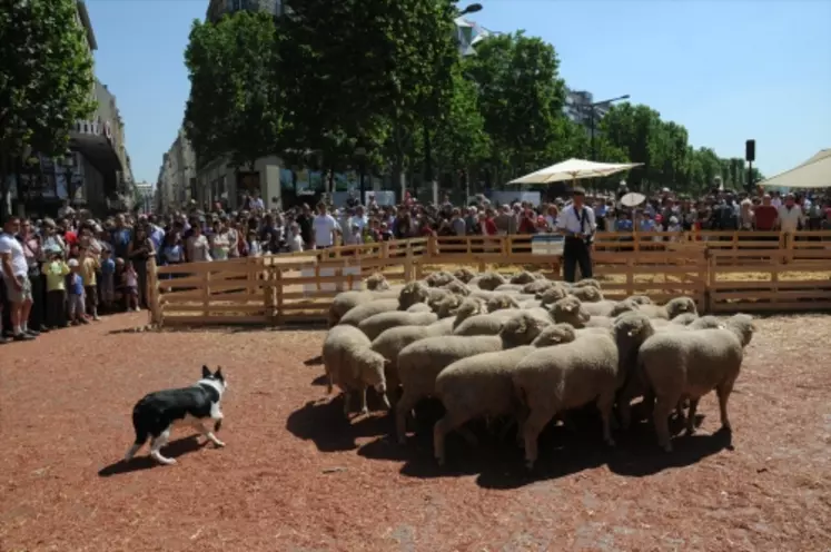 Transhumance des brebis (Nature Capitale - Une création de Gad Weil)