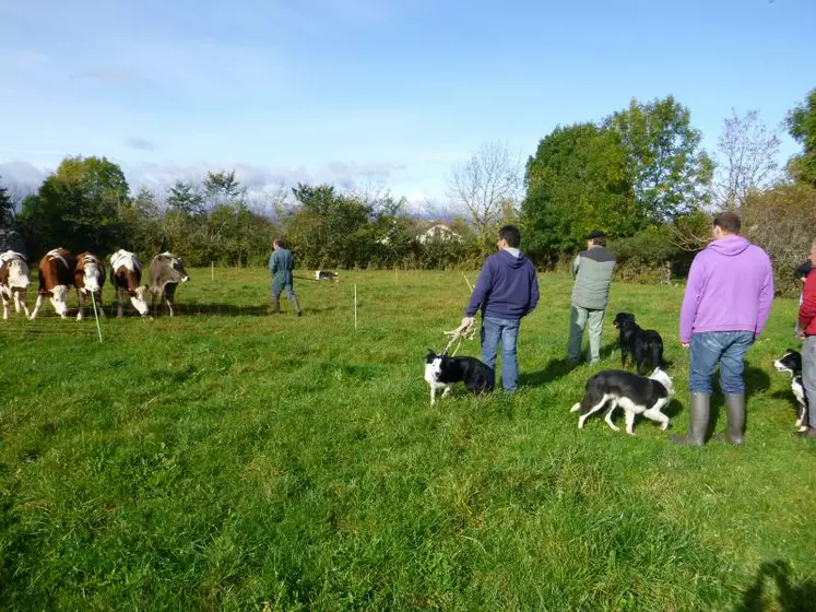 Selon les départements et les aides, les formations au dressage du chien de troupeau coûtent entre 0 et 80 euros par jour.