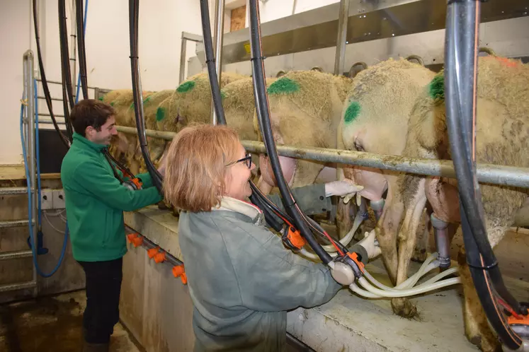 La race Lacaune, qui forme 60 % des brebis contrôlées, reste la plus productive avec 330 litres de lait produits pendant les 173 jours de traite. 