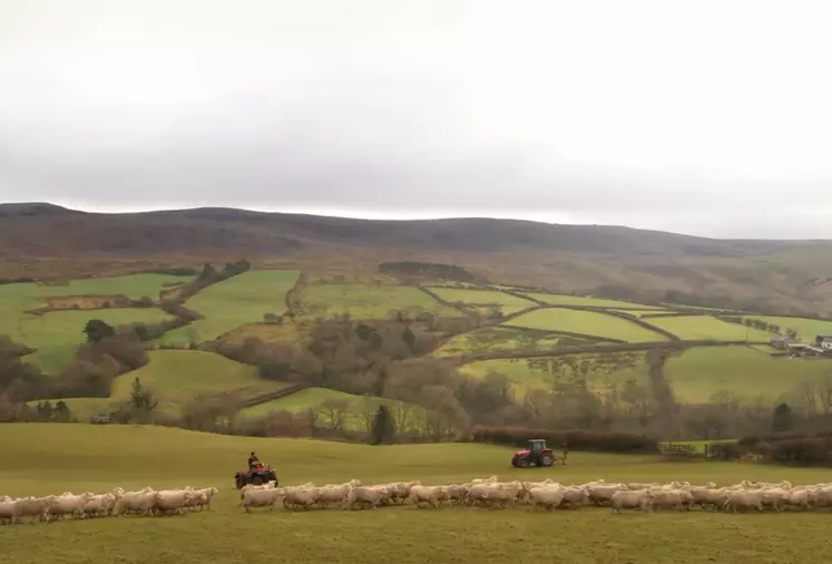 Les éleveurs ovins britanniques craignent les conséquences du Brexit. 