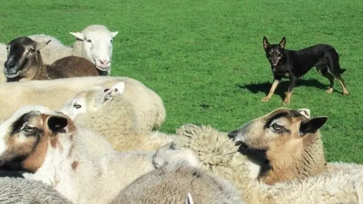 Le chien de conduite, ici un kelpie, sera d’autant plus obéissant s’il assimile des mots plutôt que des gestes