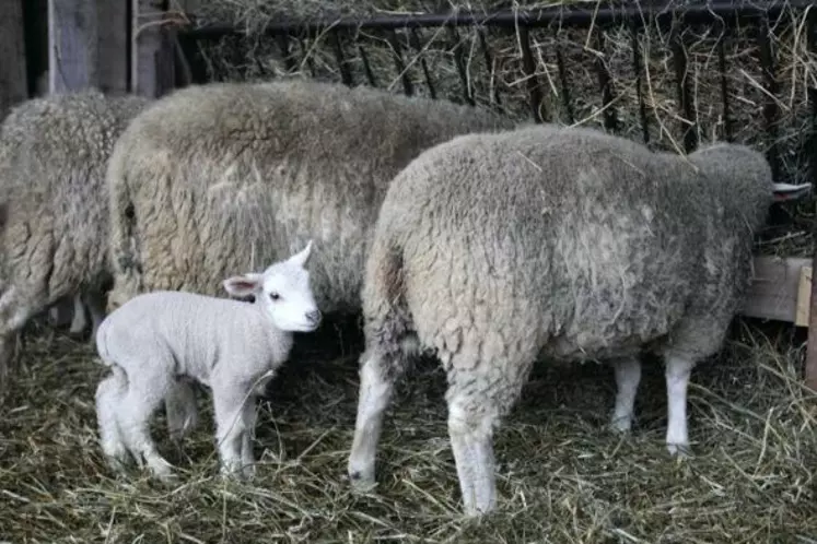 Les effets du stress sur l'agneau peuvent être plus ou moins sévères selon le tempérament de la mère.