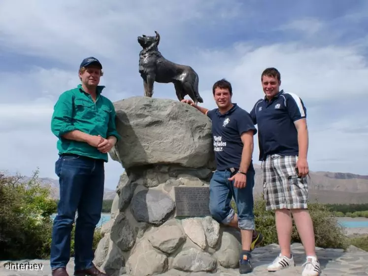 Une statue à la gloire du border collie