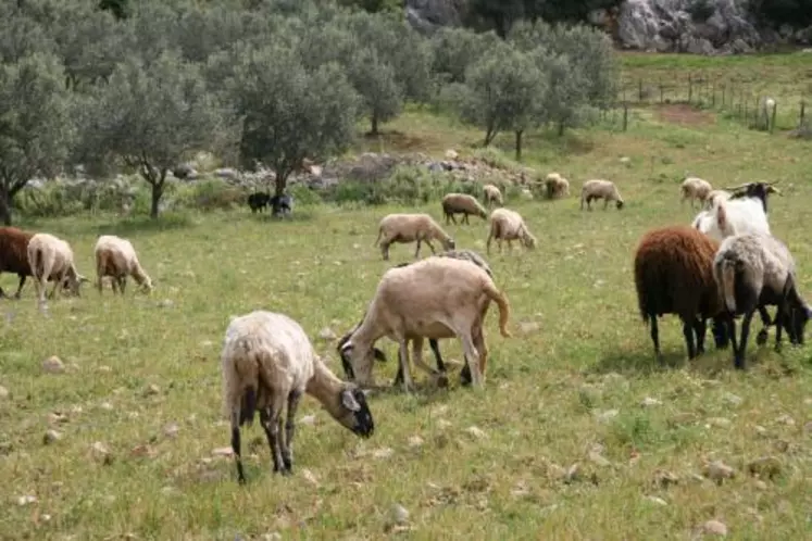L'élevage ovin est très présent dans ce pays montagneux au climat méditerranéen.