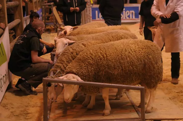 Stand ovin de la Nouvelle-Aquitaine