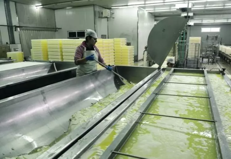 Transvasement  du caillé de brebis  à la fromagerie Chelmos, près  de Kalavrita.