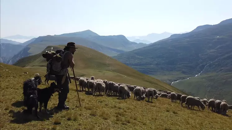 Entre mai et octobre, Gaëtan Même veille sur un troupeau de plus de 1 400 brebis.