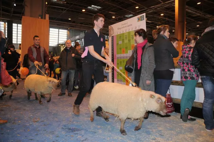 Prix jeune bélier viande