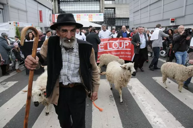 Transhumance contre le loup