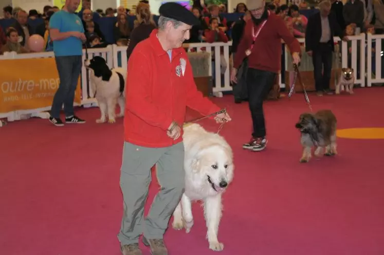 Les chiens de berger aussi ont leurs concours