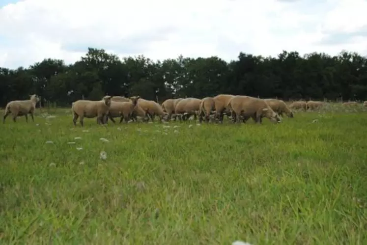 Les conditions de paturage cet été sont très avriables d'une région à l'autre. Ici le troupeau du Mourier (87) fin juillet, après 67 mm de pluie.