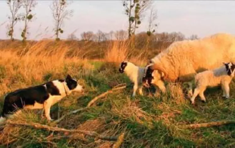 Avec des moutons de plein air peu grégaires. Le border collie a d'abord été créé et sélectionné pour regrouper ce type d'animaux.