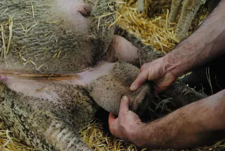 Un bélier sain doit avoir les deux testicules de même taille.