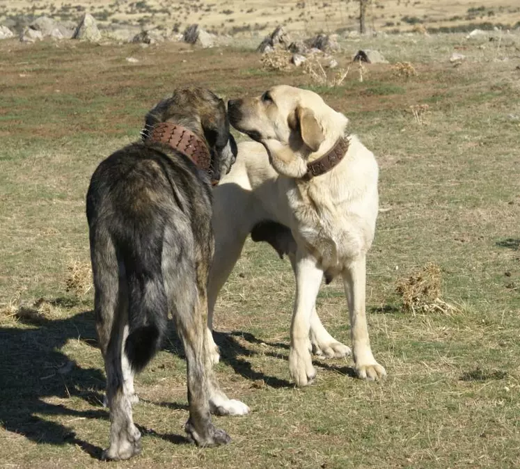 Des Mastiffs espagnols