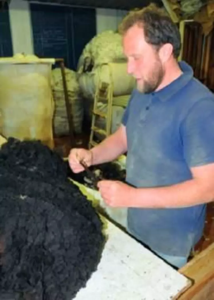 La laine du mérinos noir a l'avantage de ne pas nécessiter de teinture «chimique».