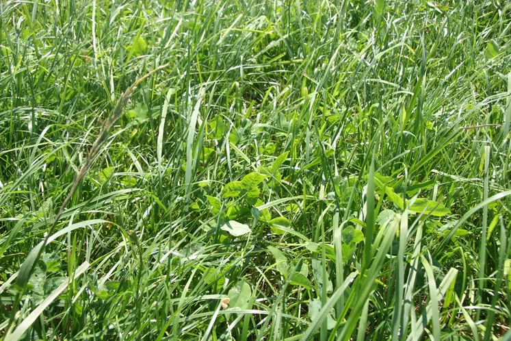 Le pic de pousse d'herbe a connu quelques semaines de retard en cette fin de printemps. 