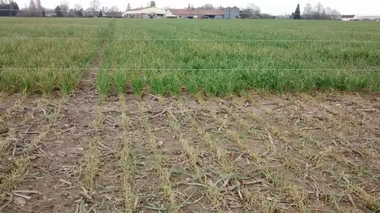 Le passage des brebis raccourcit fortement la hauteur des céréales, sans compromettre les rendements.