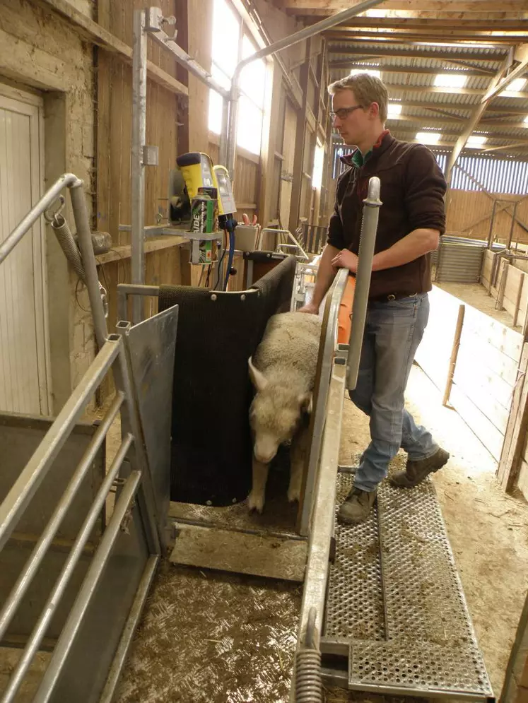 Une fois l'animal bloqué entre la paroi fixe et la paroi mobile, Thomas observe d’abord le poids indiqué sur l’écran. Les panneaux souples réduisent les risques de blessures.