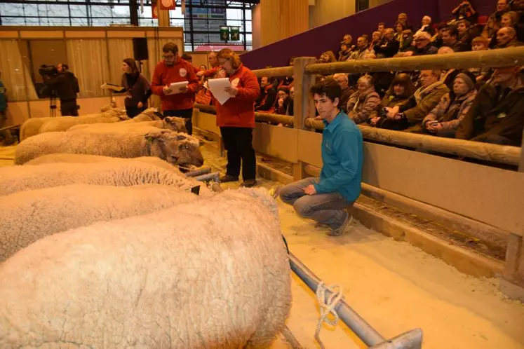 Le ring ovin bien animé par les épreuves des ovinpiades