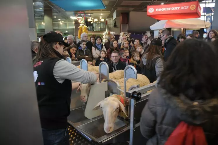 La traite des brebis lacaune a séduit les visiteurs