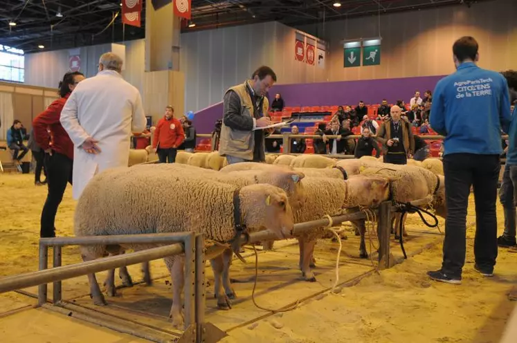 Jugement du concours Mouton Charollais